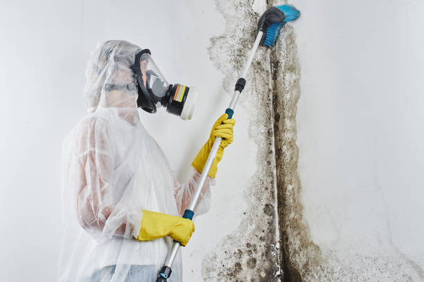 Best Black Mold Remediation in Woodstock, AL