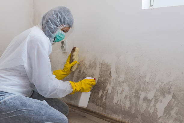 Best Attic Mold Remediation in Woodstock, AL