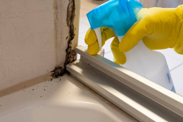 Best Mold Remediation for Specific Building Types in Woodstock, AL