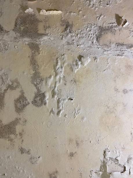 Best Health and Safety Mold Remediation in Woodstock, AL