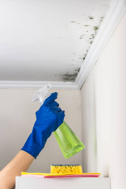 Best DIY Mold Remediation Support Services in Woodstock, AL
