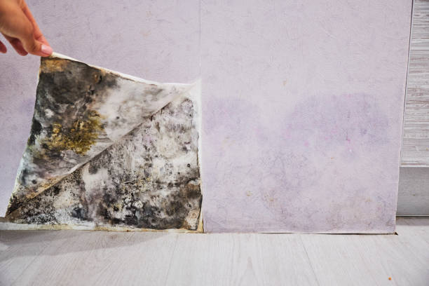 Best Residential Mold Remediation in Woodstock, AL